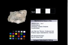 Foto (Objekt + Etikett) von Goniodromites sp  (NHMW-GEO-1990-0041-0391)